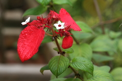 Mussaenda erythrophylla